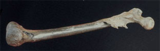 Trinil 3 femur
